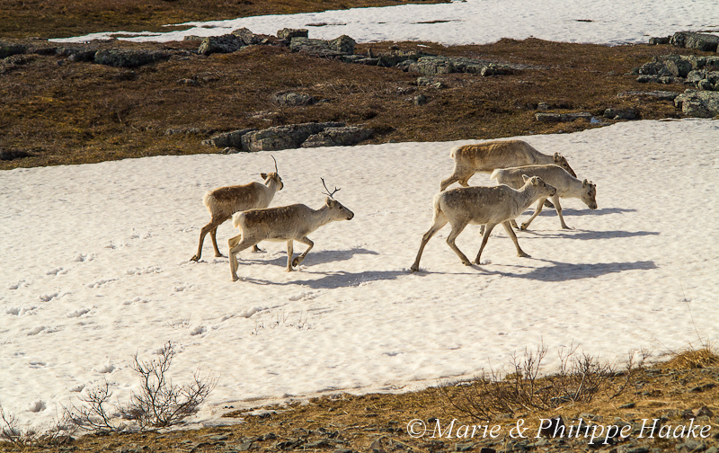Renne 1104.jpg - Rennes, reindeers (Sennalandet, Norvège, juin 2012)
